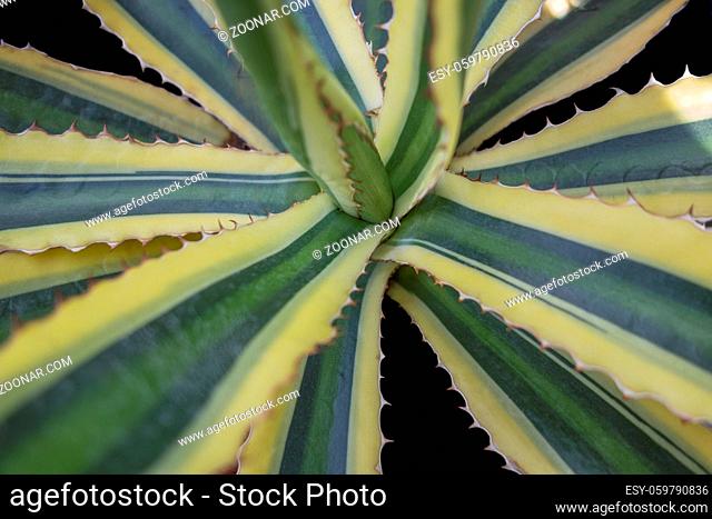 Agave plant closeup in black back