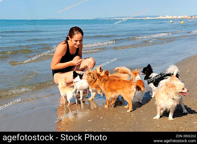 portrait of a cute purebred chihuahuas and young woman on the beach