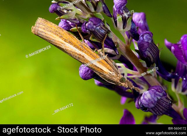 Common grass-veneer (Agriphila tristella), Insects, Moths, Butterflies, Animals, Other animals, Common grass-veneer adult, resting on flowerhead in garden
