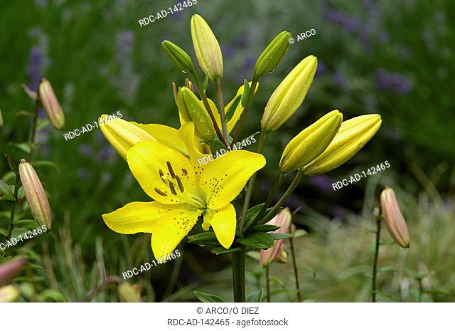 Day Lily Hemerocallis hybride