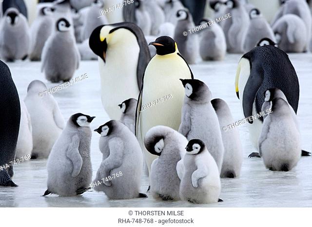 Colony of Emperor penguins Aptenodytes forsteri and chicks, Snow Hill Island, Weddell Sea, Antarctica, Polar Regions