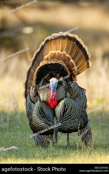 A male turkey is displaying (mating behavior) in the Hill Country of Texas near Hunt, USA