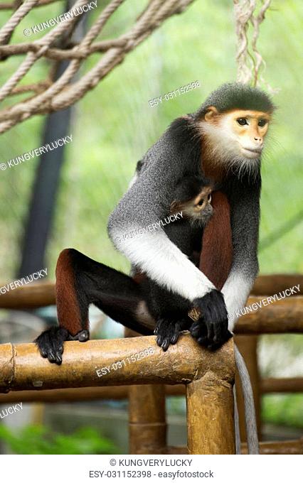 Family of Red-shanked douc langur on the tree