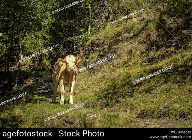 A calf near the path between Os de Civís village and the Conflent mountain pass, in the Alt Pirineu Natural Park (Catalonia, Spain, Pyrenees)
