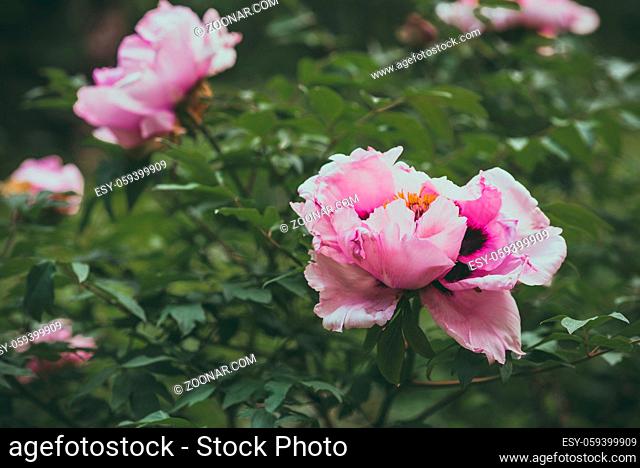 Paeonia suffruticosa pink flower