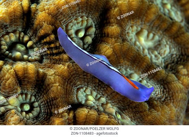 Pseudoceros bifurcus, Plattwurm auf Steinkoralle, Racing stripe flatworm on hard coral, Pemuteran, Bali, Indonesien, Indopazifik, Bali, Indonesia Asien