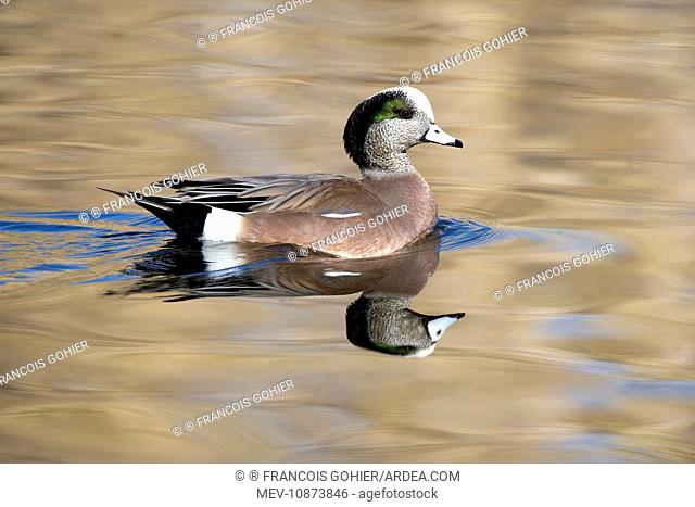 American Wigeon - Male (Anas americana). Range: North America - winters south to Costa Rica and West Indies
