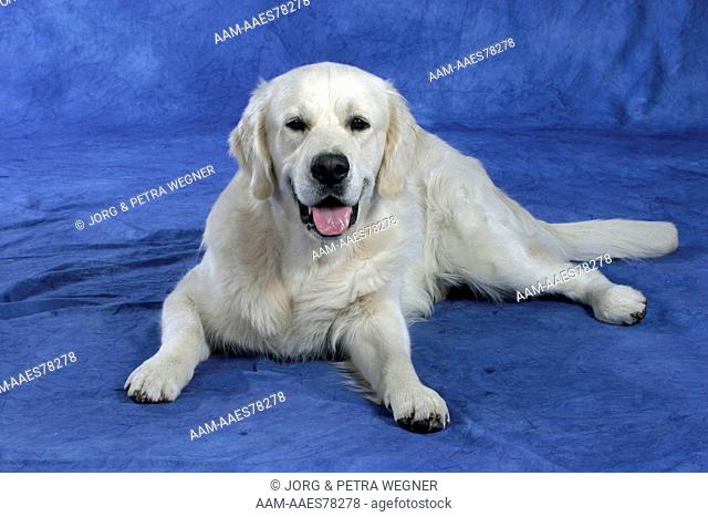 Golden Retriever laying down (resting, relaxed, calm)