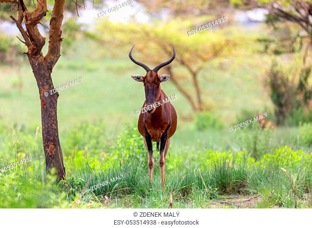 Swayne's Hartebeest antelope in Senkelle Sanctuary, Ethiopia, Africa wildlife
