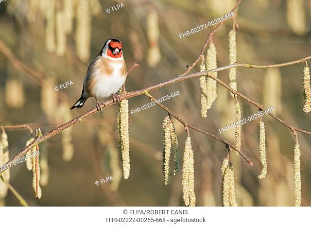 European Goldfinch Carduelis carduelis adult, perched on Common Hazel Corylus avellana twig with catkins, North Downs, Kent, England, march