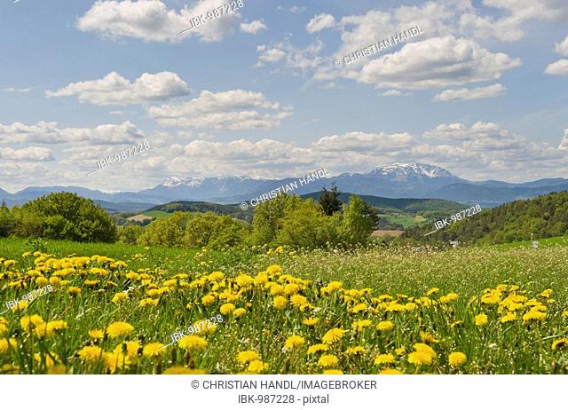 View towards Schneeberg mountain with dandelions in the foreground, Bucklige Welt, Lower Austria, Austria, Europe