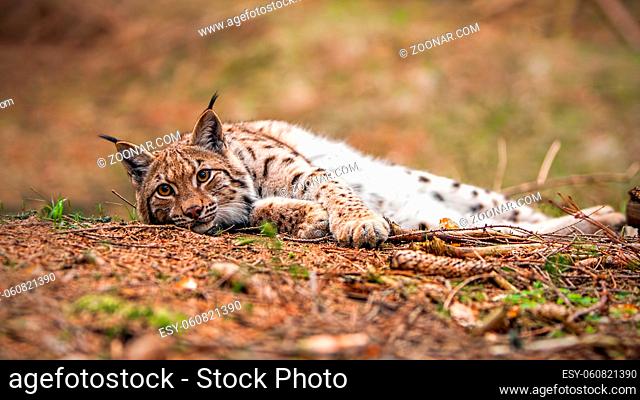 Eurasian lynx, lynx lynx, laying on the ground in autumn forest with blurred background. Endangered mammal predator in natural environment