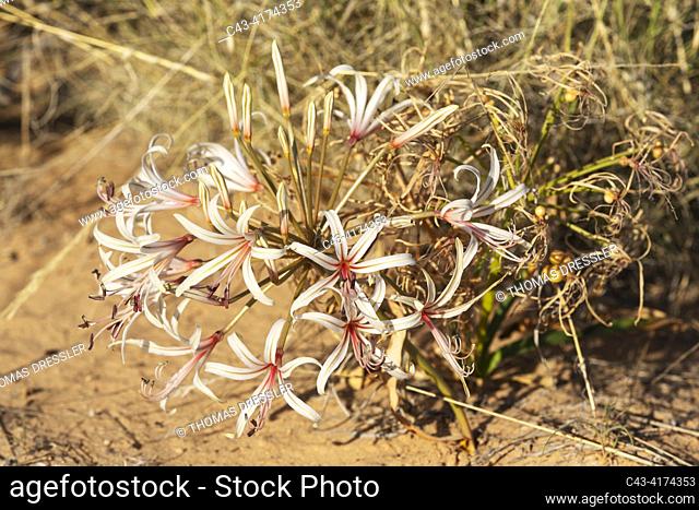 Nerine (Nerine laticoma). Blooms during the summerly rainy season. Kalahari Desert, Kgalagadi Transfrontier Park, South Africa
