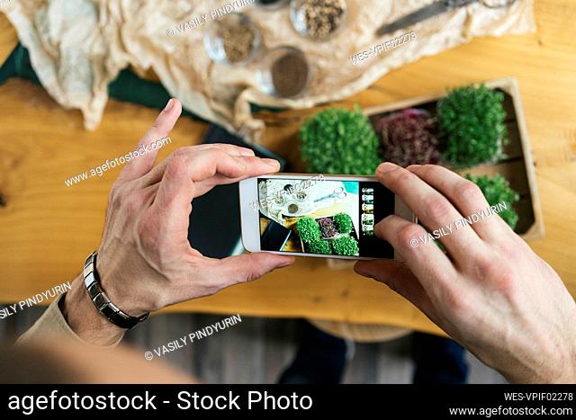 Close-up of man taking smartphone picture of microgreens on table