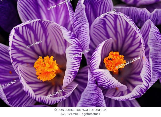 Crocus blossoms in early spring