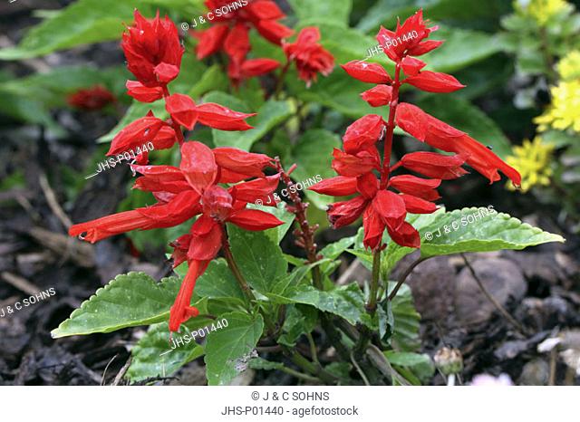 Scarlet Sage Salvia splendens Germany