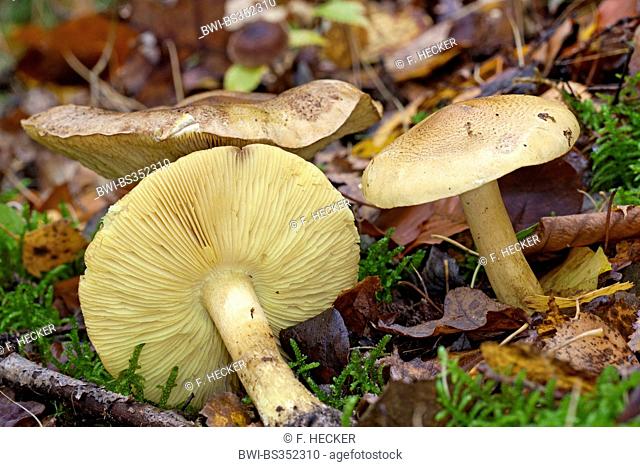 Man on horseback, Yellow knight, Yellow knight mushroom (Tricholoma equestre, Tricholoma flavovirens, Tricholoma auratum), three fruiting bodies on forest floor
