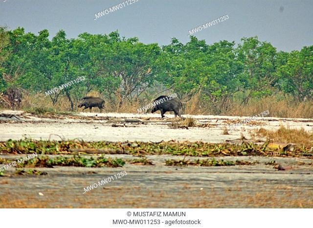 Wild boars roaming in Kochikhali forest in the Sundarbans, a UNESCO World Heritage Site and a wildlife sanctuary The largest littoral mangrove forest in the...