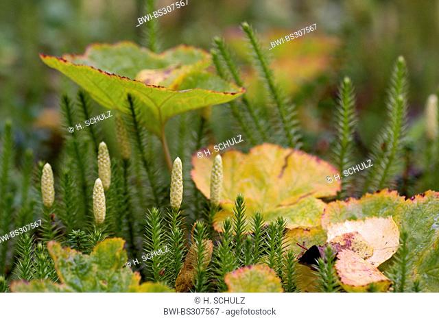 stiff clubmoss, stiff ground-pine (Lycopodium annotinum), with sporangia, growing together with cloudberries, Sweden, Lapland, Abisko National Park, Norrbotten