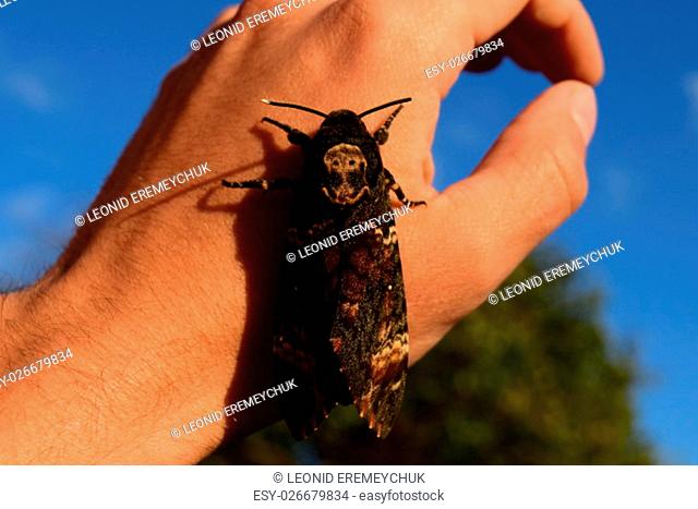 Dead head. The large massive butterfly belonging to family of brazhnik. Night insect