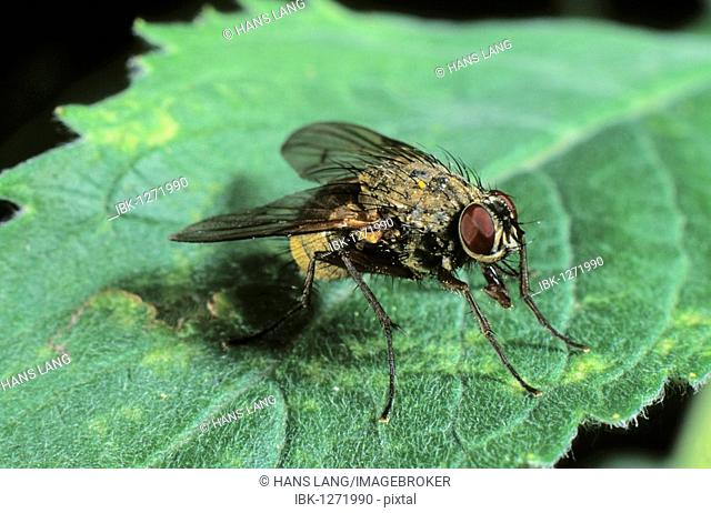 Large housefly (Musca domestica)