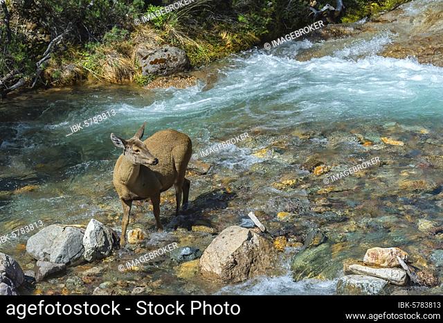 Female South Andean Deer (Hippocamelus bisulcus) in a riverbed, Aysen Region, Patagonia, Chile, South America