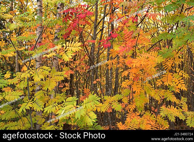Vibrant autumn colored European rowan trees (Sorbus aucuparia) are growing in a forest. Västernorrland, Sweden, Europe