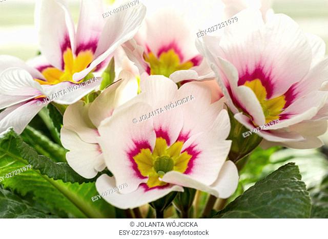 Bouquet of spring flower of Primula vulgaris
