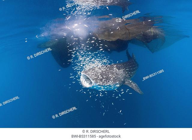whale shark (Rhincodon typus), swimming with open mouth through a shoal at the fishing nets of the fishing platform called 'bagan', Indonesia
