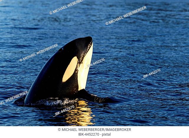 Orca (Orcinus orca) looking out of the water, Spyhopping, Kaldfjorden, Tromvik, Norway