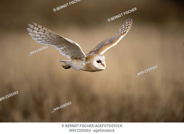 Barn owl (Tyto alba), flying, Czech Republic