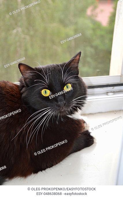 Portrait of a black cat on the windowsill in the apartment