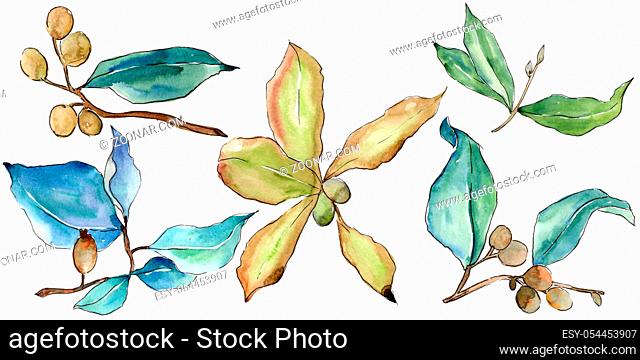 Elaeagnus leaves in a watercolor style isolated. Aquarelle leaf for background, texture, wrapper pattern, frame or border