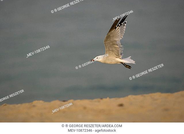 Audouin's Gull in flight (Larus audouinii). Tarifa Southern Spain September