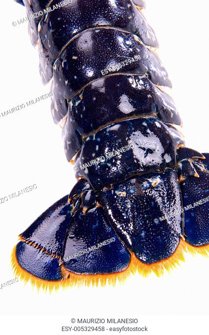 Blue lobstrer tail