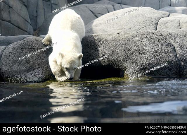 10 July 2023, Hamburg: The little polar bear is standing at the edge of the pool in the outdoor enclosure in the Sea of Ice at Hagenbeck Zoo