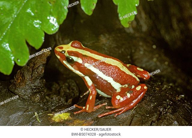 phantasmal poison frog (Epipedobates tricolor), red-white coloured individuals