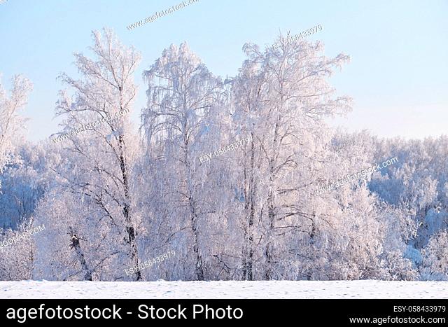 Siberian natural winter season landscape. Frozen birch trees covered with hoarfrost and snow
