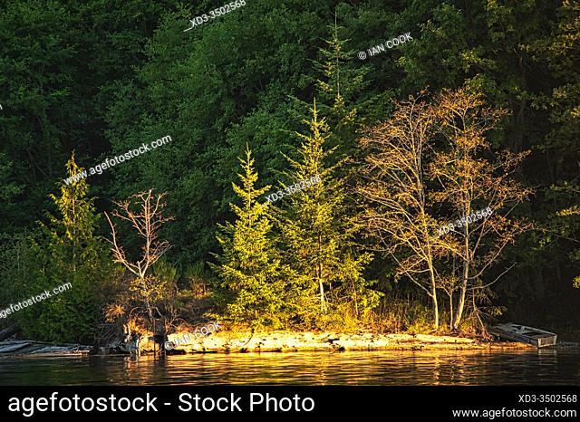 evening light on trees in Burgoyne Bay, Saltspring Island, Gulf Islands, British Columbia, Canada