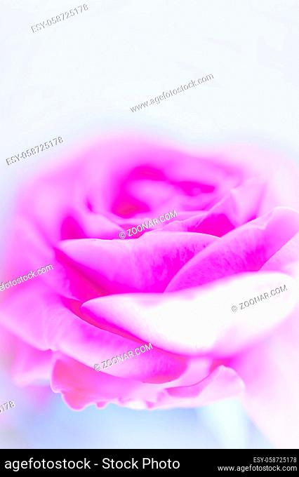 Closeup of pink purple roses soft blur bokeh texture in pastel colors for a background. Several buds on a light blue background. Copy space