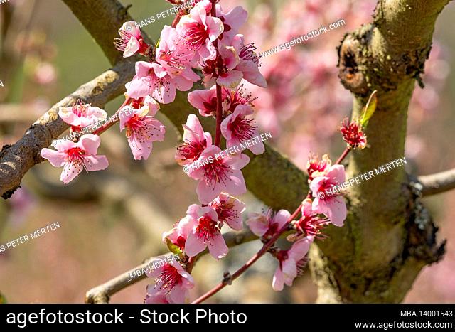 vineyard peach blossom, bremm, moselle valley, rhineland-palatinate, germany