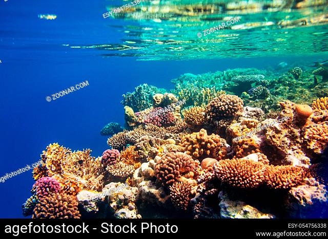 Living Coral reef in Red Sea, Egypt. Natural unusual background