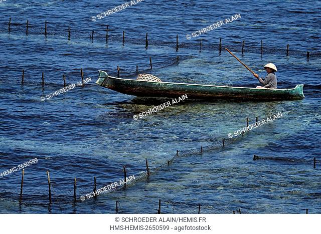 Indonesia, Bali, collection of seaweed in Nusa Lembongan, an island situated southeast of Bali and north of Nusa Penida