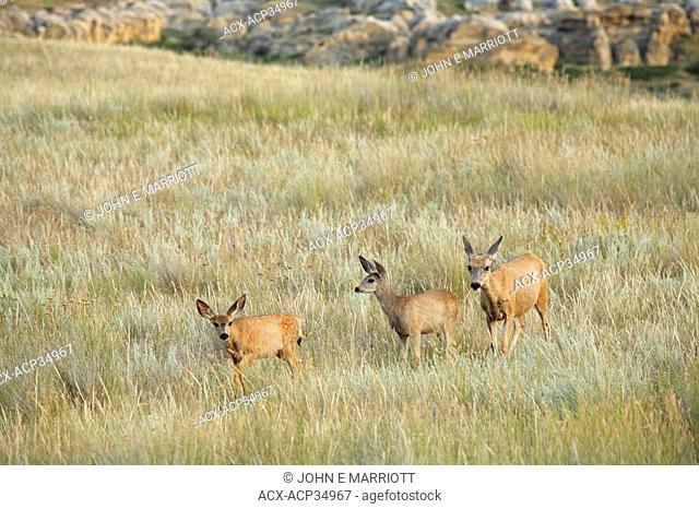 Mule deer doe and fawns Odocoileus hemionus in the badlands, Writing-on-Stone Provincial Park, Alberta, Canada