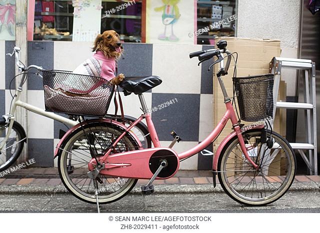A well dressed long hair dachshund dog in pink sits in the rear basket of a pink bicycle in Japan