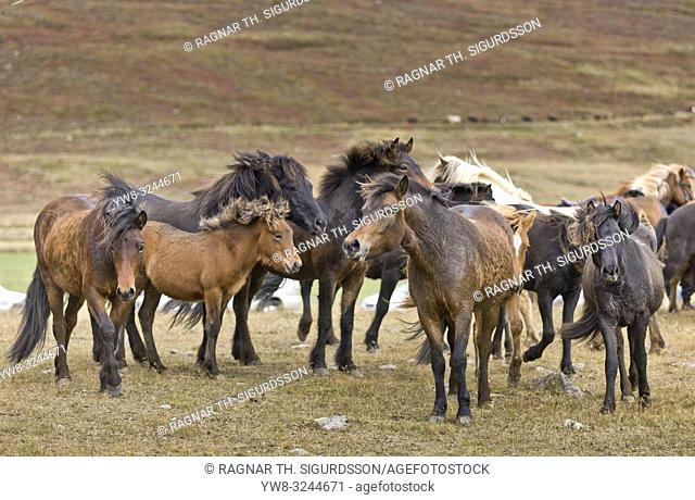 Horse gathering, Laufskalarett, Iceland