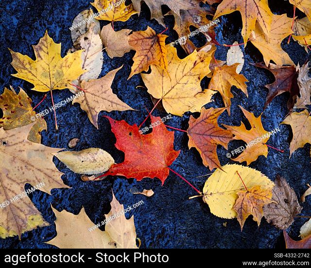 Autumn colors of Sugar Maple, Acer saccharum, and brich leaves, Poke-O-Moonshine Mountain, Adirondack Mountains, Adirondack Park, New York