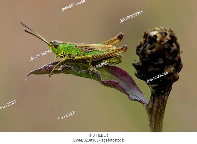 common meadow grasshopper Chorthippus parallelus, sitting on a leaf, Germany, Rhineland-Palatinate