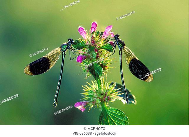 Libellen, Gebaenderte Prachtlibelle, (Calopteryx splendens, Agrion splendens), Banded Blackwing / Banded Agrion - GERMANY / Germany, 02/11/2005