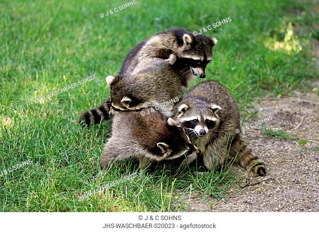 Raccoon, North American Raccoon, Common raccoon, (Procyon lotor), group of adults social behaviour, Germany, Europe